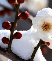 雪中绽放的梅花特写3303#横屏 