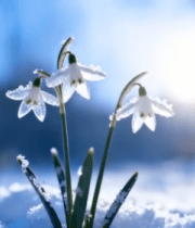 雪中绽放的白色花朵9034#横屏 