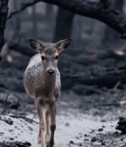 火灾后森林中的小鹿10959#横屏 