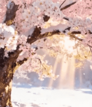 雪中绽放的樱花树10423#横屏 