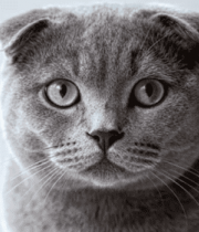 灰色折耳猫特写11319#横屏 