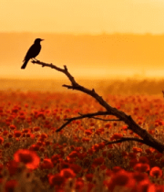 花海中枝头栖息的鸟14251#横屏 