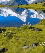 雪山下草原湖泊与牦牛景观11364#横屏 