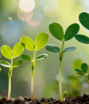 花生幼苗生长特写6856#横屏 