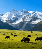 雪山下草原上牦牛群景象3334#横屏 