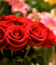 花店室内多彩鲜花陈列9672#横屏 