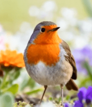 花丛中的小鸟690#横屏 