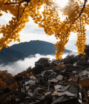 徽派村落秋景与金黄银杏10528#横屏 