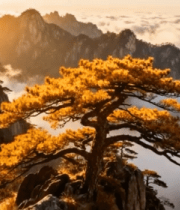 黄山日出云海与迎客松景观7993#横屏 