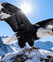 雪山岩石上展翅的老鹰13856#横屏 
