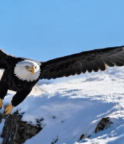 雪山雄鹰展翅飞翔素材850#横屏 