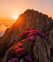 	 黄山日出云海风光12805#横屏 