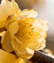 黄色梅花特写素材6089#横屏 