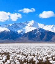 雪山下的棉花田风光(1)10129#横屏 