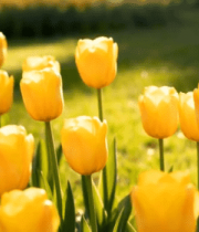 	 黄色郁金香花卉素材6611#横屏 