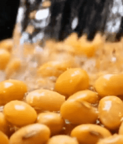 黄豆被水冲刷特写素材12031#横屏 