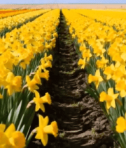 黄色花卉农田全景10208#横屏 