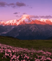 雪山下的粉色花海风光8449#横屏 