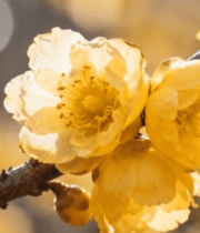 黄色梅花特写素材(1)14918#横屏 