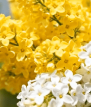 黄白花朵特写1974#横屏 