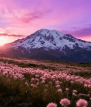 雪山下的烂漫花海11285#横屏 