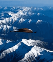 雪山山脉上空翱翔的雄鹰9653#横屏 