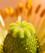 花朵花蕊微距特写2079#横屏 