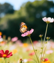 	 花丛中蝴蝶停留格桑花画面4278#横屏 