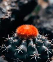 雪山日出壮丽全景13267#横屏 