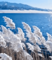 雪山湖泊边覆雪芦苇自然景观10353#横屏 
