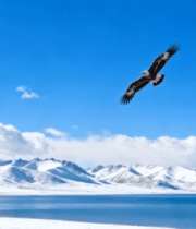 雪山湖泊上空翱翔的雄鹰12957#横屏 