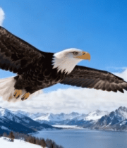 雪山湖泊间老鹰展翅飞翔13452#横屏 