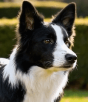 	 户外草地边的边境牧羊犬9475#横屏 