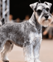 雪纳瑞犬赛场展示10400#横屏 