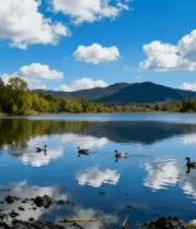 湖泊野鸭自然风光13176#横屏 