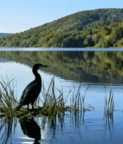 湖泊边栖息的鸟类自然风光9757#横屏 