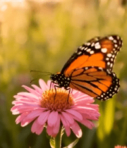 蝴蝶停留在花朵上的自然场景10450#横屏 