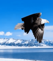 雪山背景下飞翔的老鹰2354#横屏 