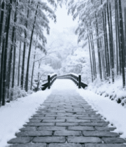 雪后竹林石板路风景3586#横屏 