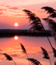 湖畔夕阳下摇曳的芦苇11394#横屏 