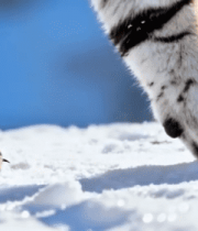 雪地中老虎行走的特写素材8926#横屏 