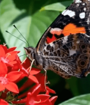 蝴蝶停留在红色花朵上1881#横屏 