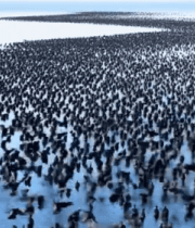 	 湖泊上大量鸟类聚集画面8662#横屏 
