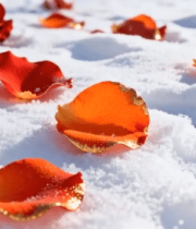 雪地中散落的玫瑰花瓣3103#横屏 