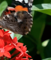 蝴蝶停留在红色花朵上1881#横屏 