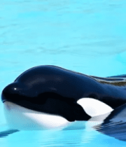 	 虎鲸在水中特写画面6813#横屏 