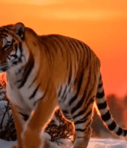 雪地中站立的老虎9829#横屏 