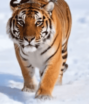 雪地中行走的老虎(4)13935#横屏 