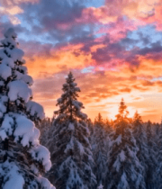 雪覆盖森林的壮丽日出景象7575#横屏 