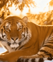 雪地中休憩的老虎7517#横屏 